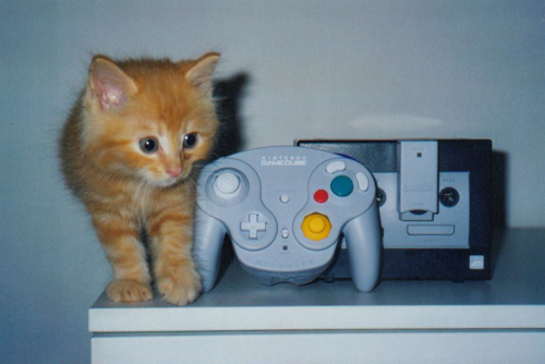 Leo - Cubecat